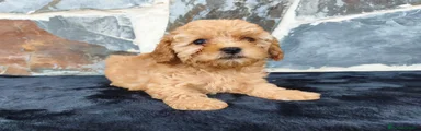 Caniche Toy 1