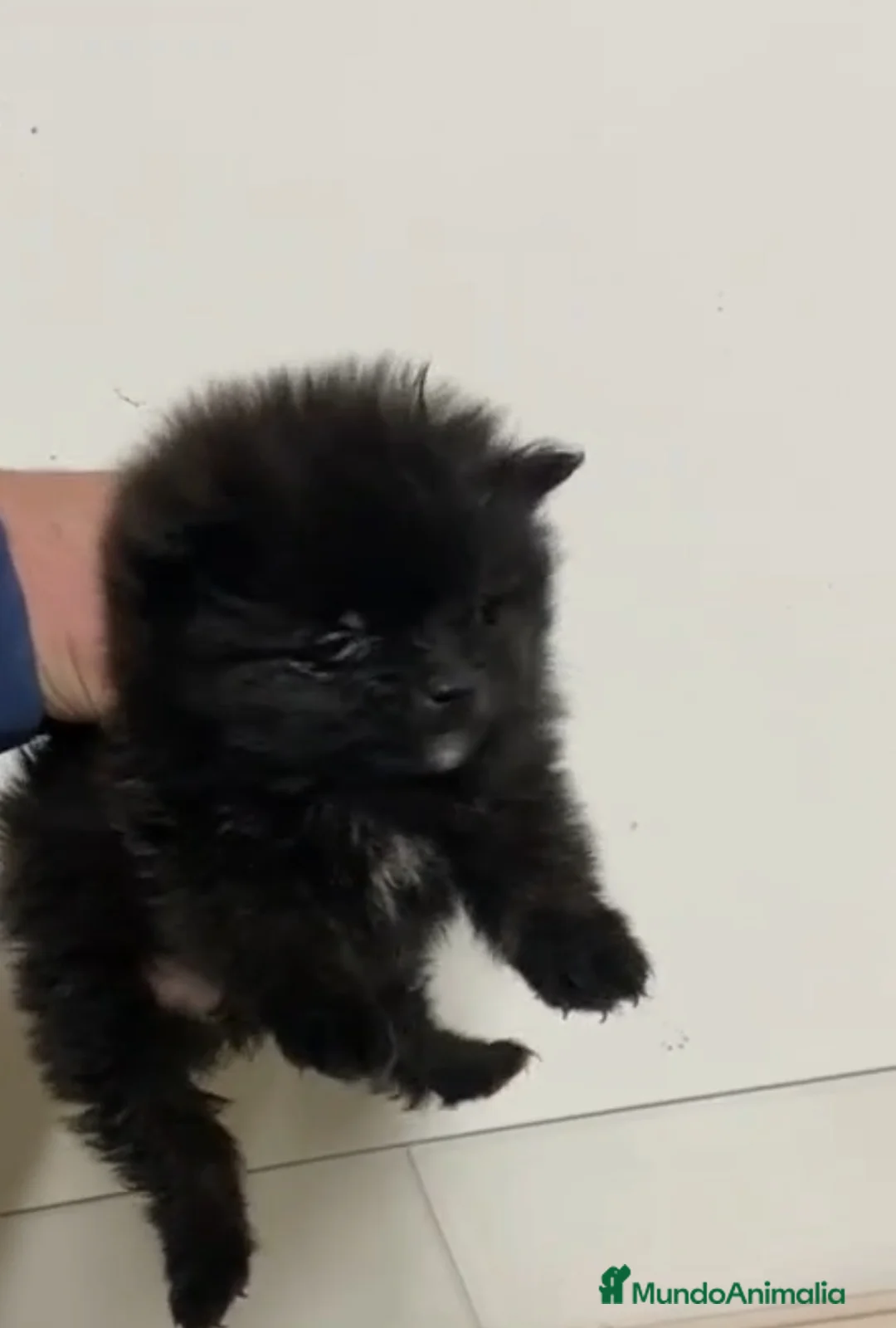 Pomerania perros en venta: Pomersnias mini negro - Anuncio 1