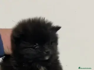 Pomerania perros Pomersnias mini negro - Anuncio 1