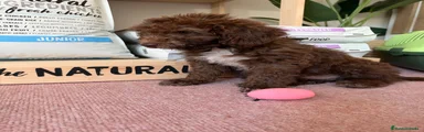 Perro de Agua Español 2