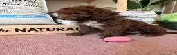 Perro de Agua Español perros en venta: Cachorros perro agua  - Anuncio 2