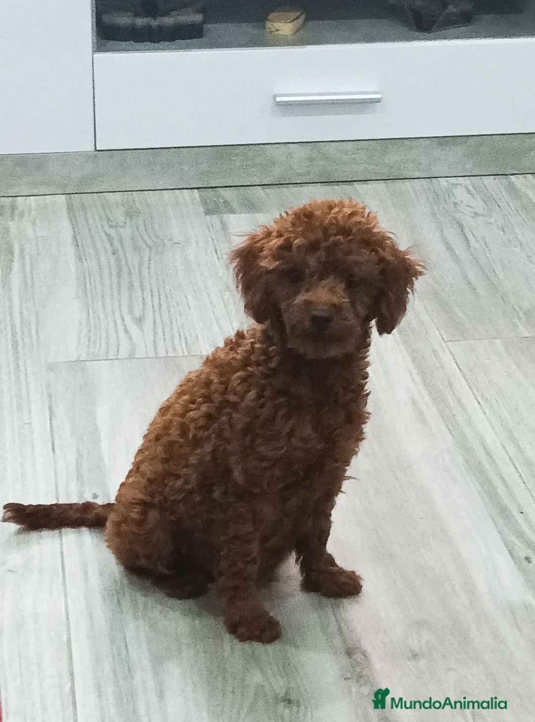 Caniche Toy perros en venta: CANICHE TOY  - Anuncio 1