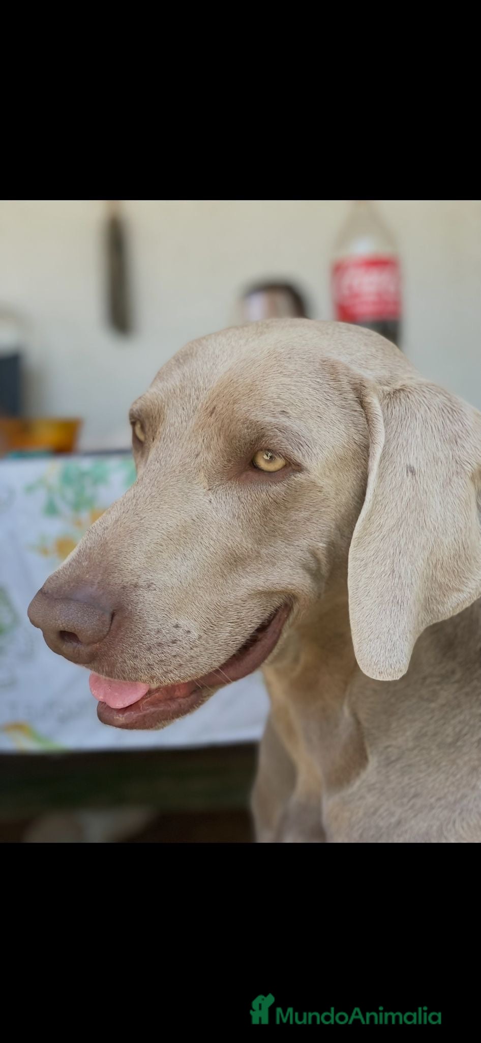 Weimaraner perros 🐾 BRACO DE WEIMAR – CAMADA EXCLUSIVA 💎 - Anuncio 2