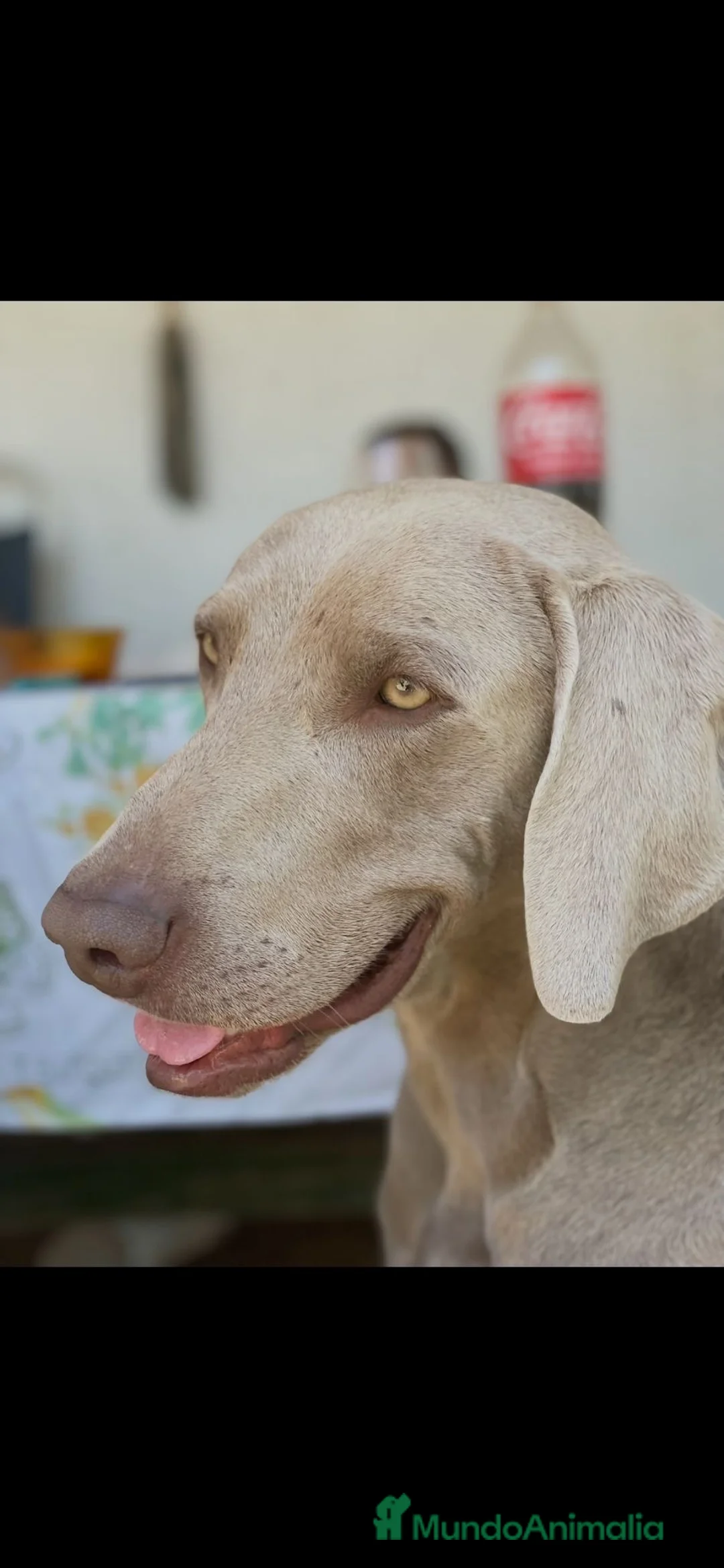 Weimaraner perros en venta: 🐾 BRACO DE WEIMAR – CAMADA EXCLUSIVA 💎 - Anuncio 2