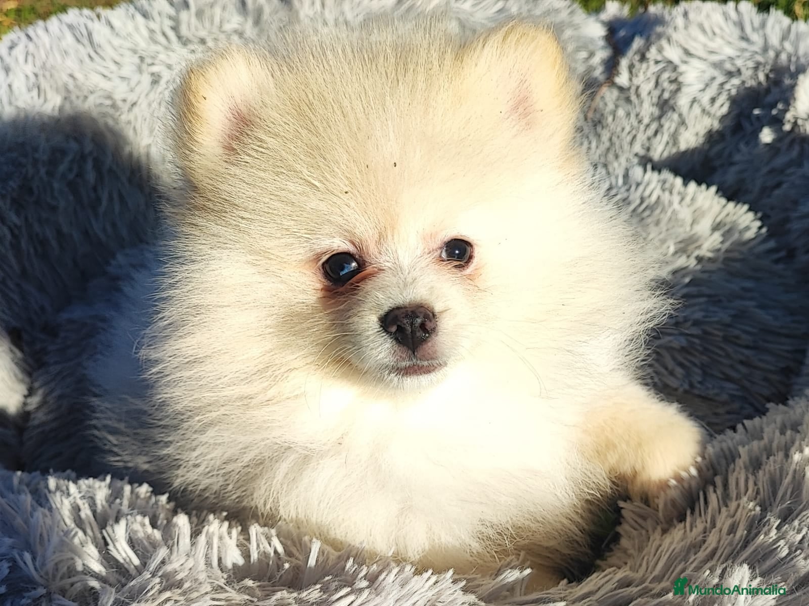 Pomerania perros POMERANIA - Anuncio 9