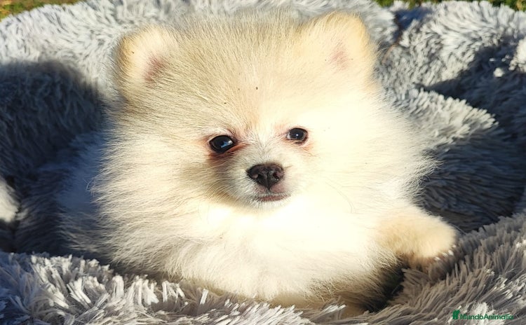 Pomerania perros POMERANIA - Anuncio 4