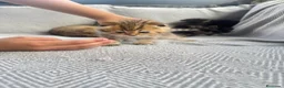 Británico de Pelo Corto gatos en venta: Gatos brithish  - Anuncio 1