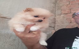 Pomerania perros en venta: POMERANIAS LULUS CALIDAD Y SELECCIÓN  - Imagen 12