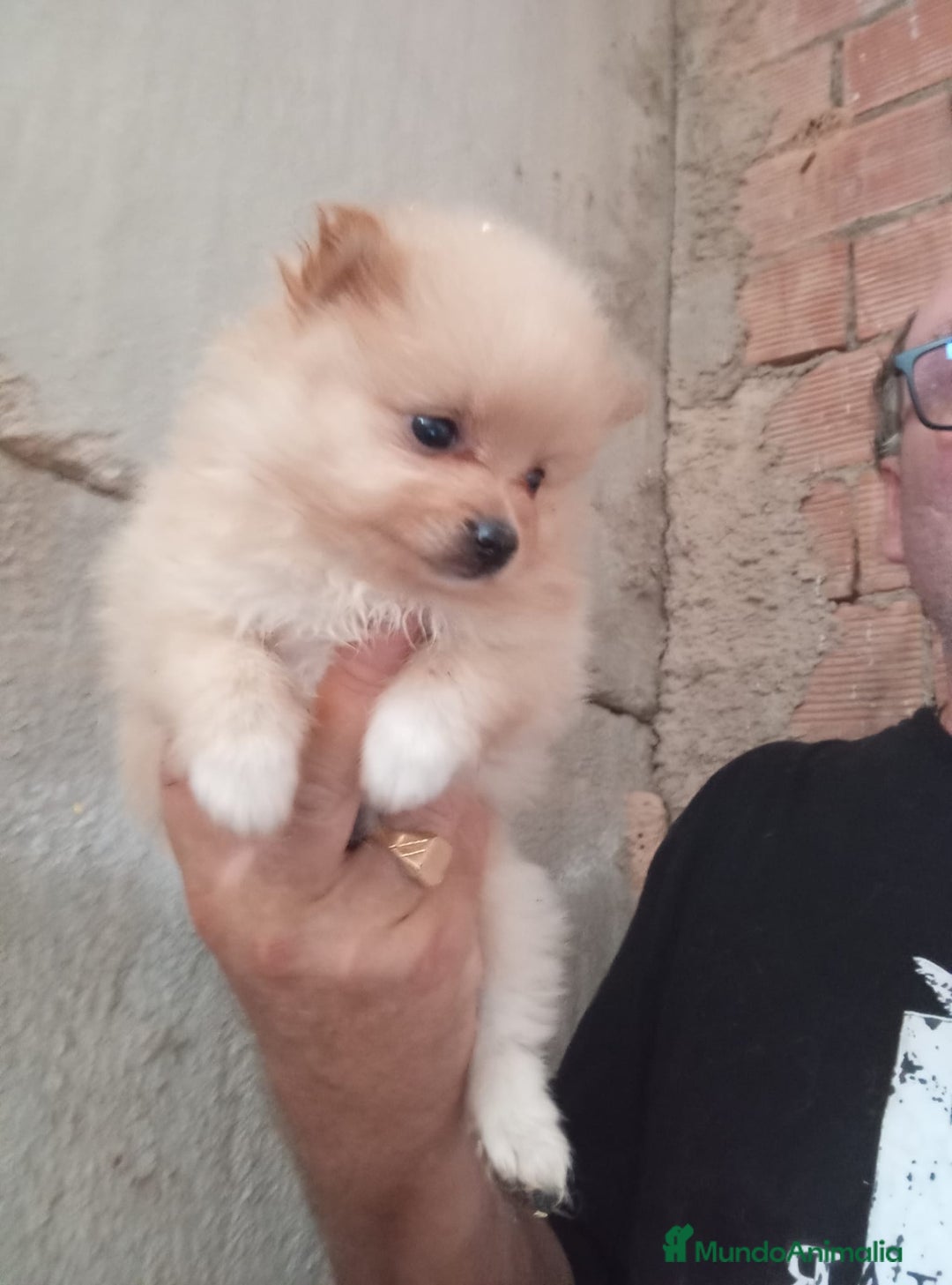 Pomerania perros en venta: POMERANIAS LULUS CALIDAD Y SELECCIÓN  - Imagen 12