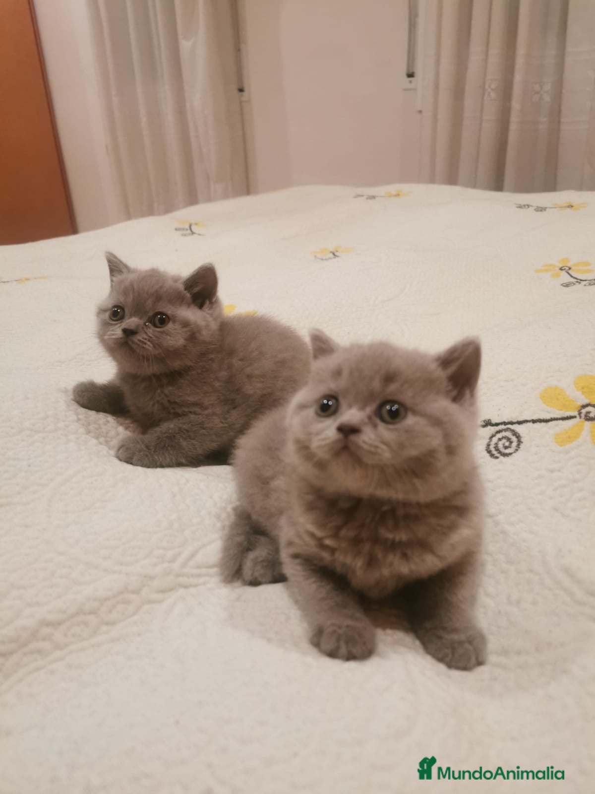 Británico de Pelo Corto gatos Venta de British de pelo corto - Anuncio 15