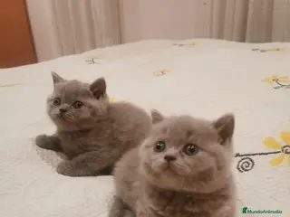 Británico de Pelo Corto gatos Venta de British de pelo corto - Anuncio 15