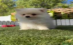 Pomerania perros en venta: POMERANIA - Imagen 12