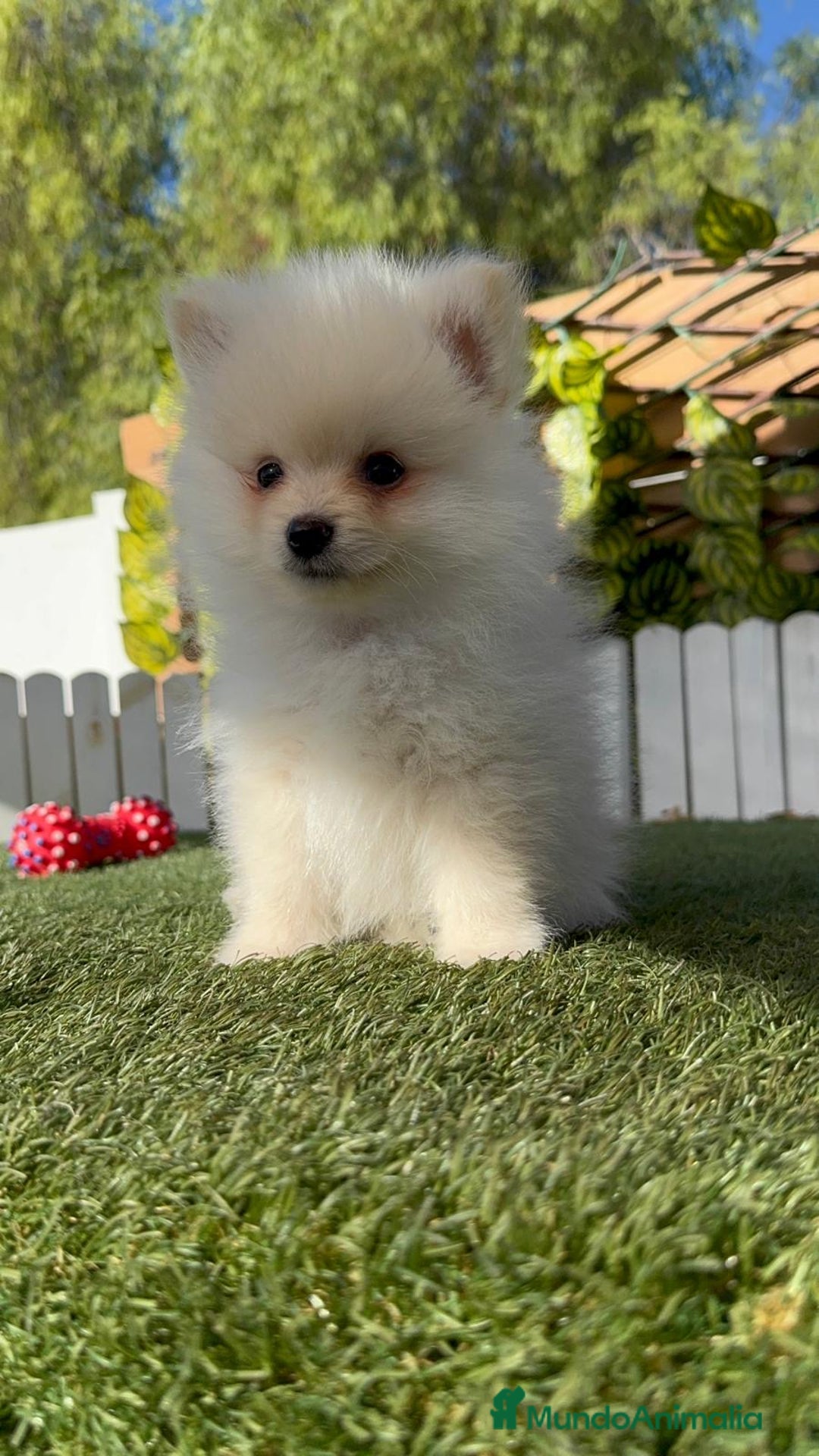 Pomerania perros en venta: POMERANIA - Imagen 12