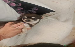 Chihuahua perros en venta: Preciosa camada de chihuahua a 600€ - Imagen 4