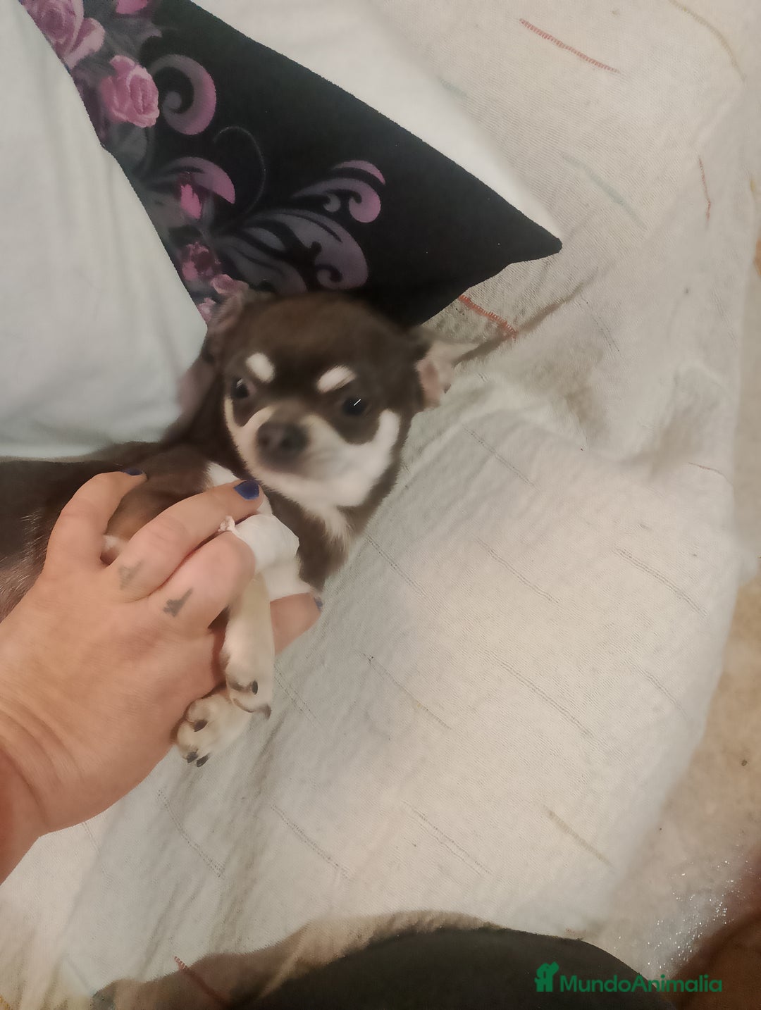 Chihuahua perros en venta: Preciosa camada de chihuahua a 600€ - Imagen 4