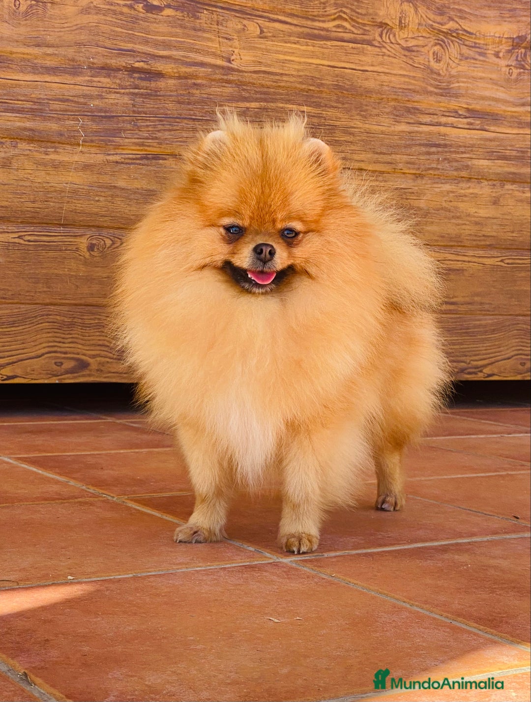 Pomerania perros en venta: Pomerania miniatura  - Anuncio 11