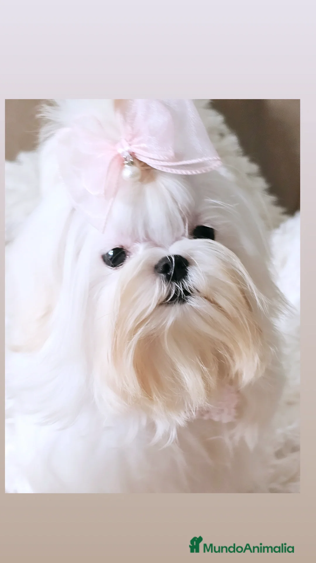 Bichón Maltés perros en venta: Bichon maltes coreano miniatura  - Anuncio 4