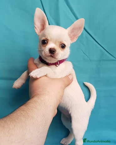 Chihuahua perros en Ciudad Real - Anuncio 10