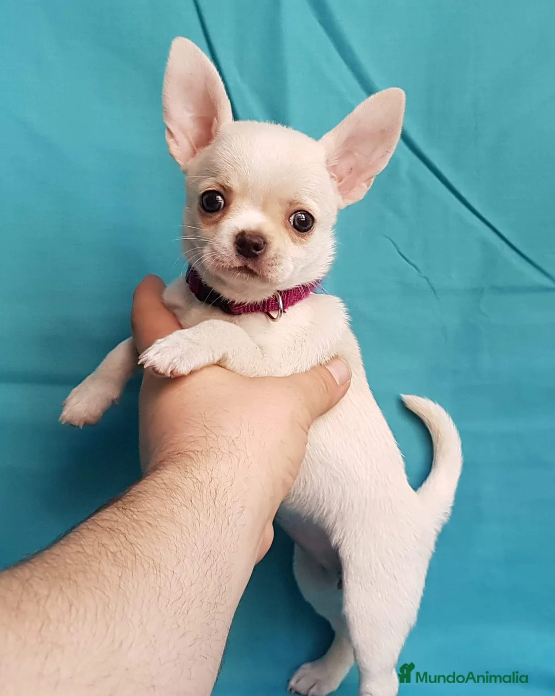 Chihuahua perros en venta: Chihuahua línea rusa  en Ciudad Real - Anuncio 1