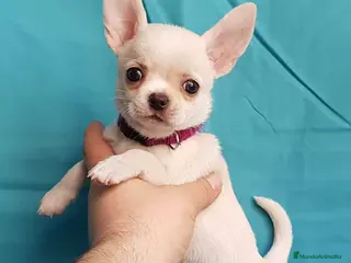Chihuahua perros Chihuahua línea rusa en Ciudad Real - Anuncio 29