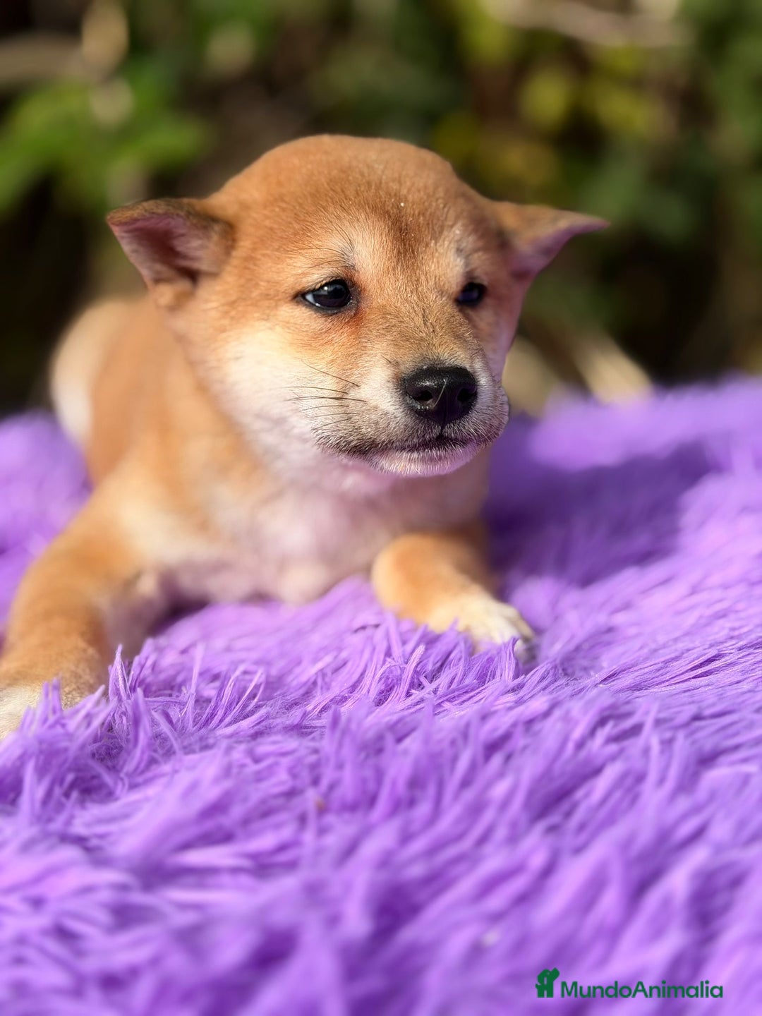 Shiba Inu perros en venta: SHIBA INU ROJOS DISPONIBLES - Anuncio 4