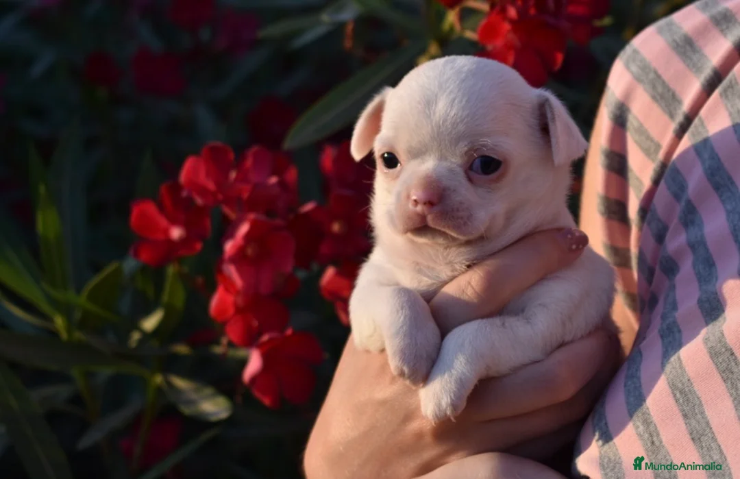 Chihuahua perros en venta: CHIHUAHUA CACHORROS  - Anuncio 6