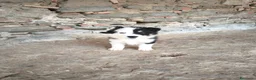 Border Collie perros en venta: Cachorros border collie varios colores! - Anuncio 6