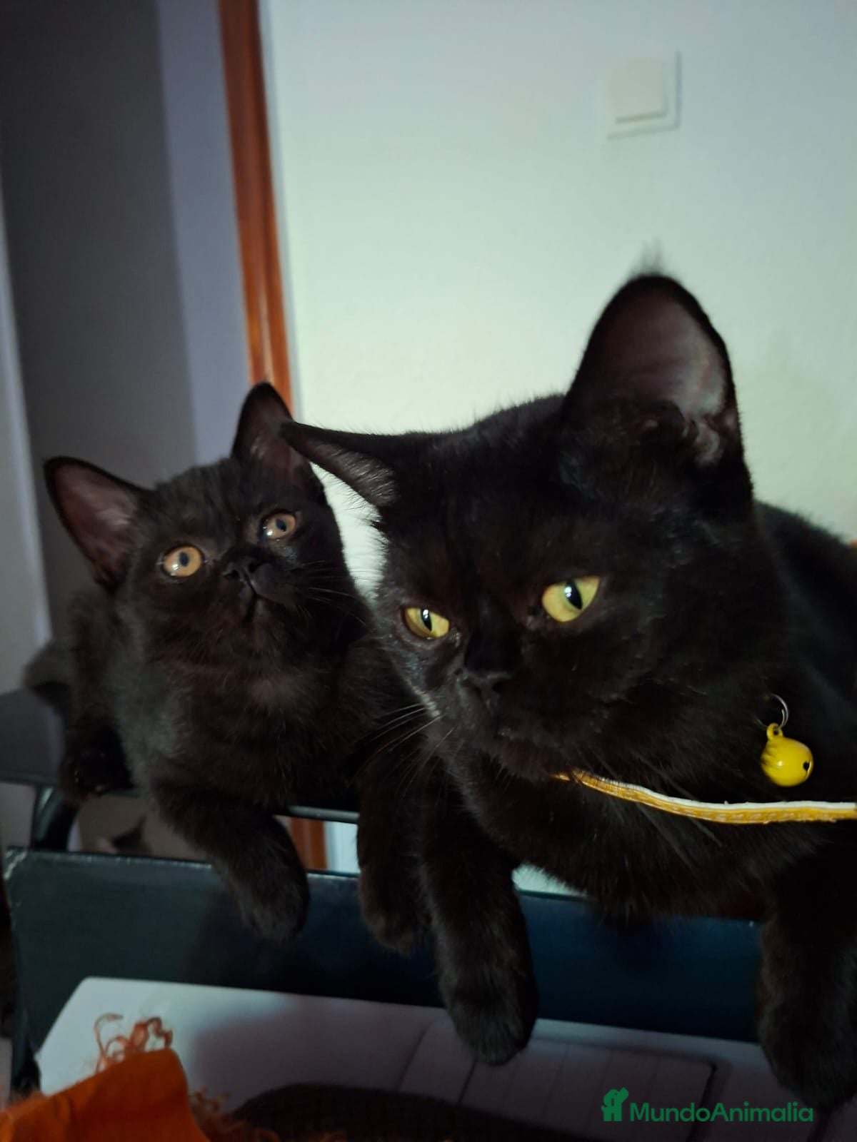 Exótico de Pelo Corto gatos Raza exótica - Anuncio 12