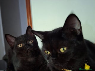 Exótico de Pelo Corto gatos - Anuncio 1