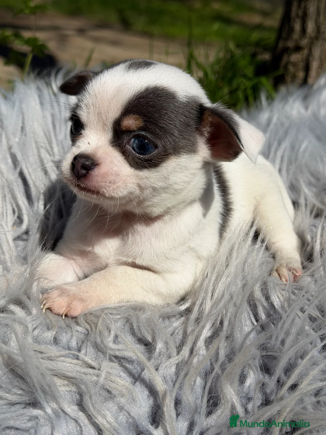 Chihuahua perros en venta: Chihuahua Toy  - Anuncio 1
