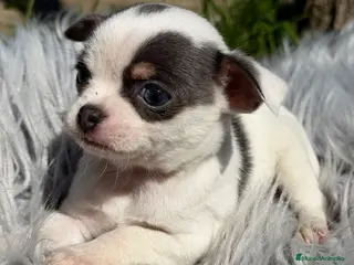 Chihuahua perros Chihuahua Toy - Anuncio 2