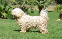 Perro de Agua Español perros en venta: CACHORRA, PERRO DE AGUA ESPAÑOL - Anuncio 12