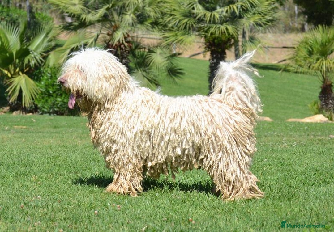 Perro de Agua Español perros en venta: CACHORRA, PERRO DE AGUA ESPAÑOL - Anuncio 12