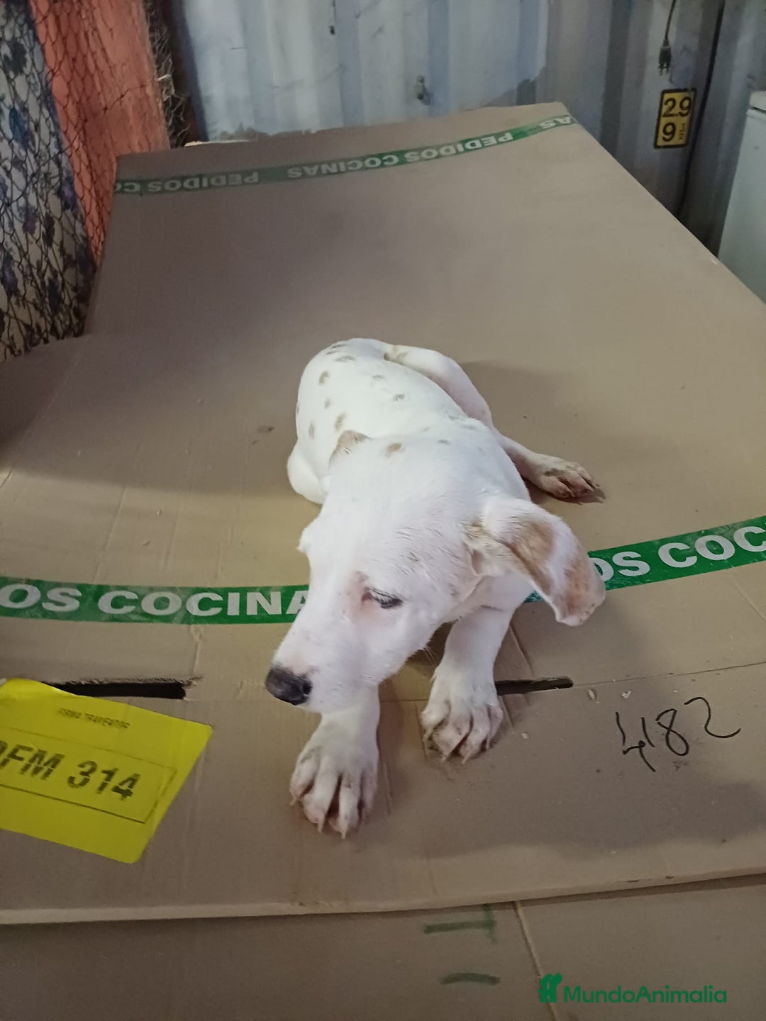 Dálmata perros en venta: Dalmata limón  - Anuncio 3