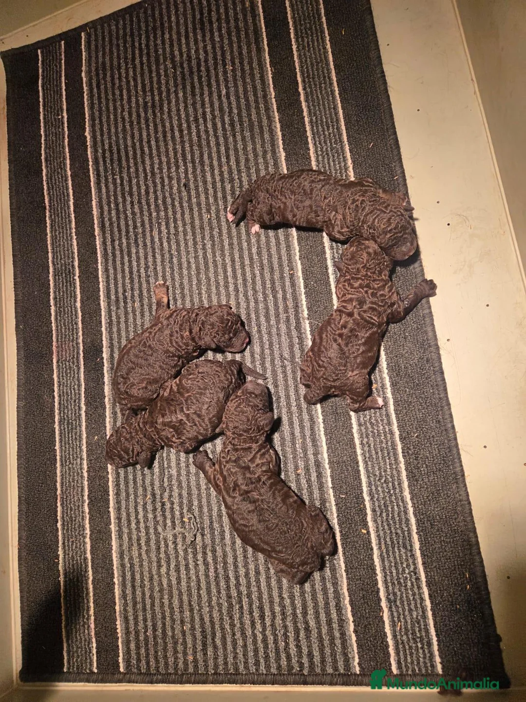 Perro de Agua Español perros en venta: Perros de agua chocolate en Madrid - Anuncio 2