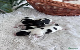 Yorkshire Terrier perros en venta: YORKSHIRE TERRIER BIEWER - Imagen 13