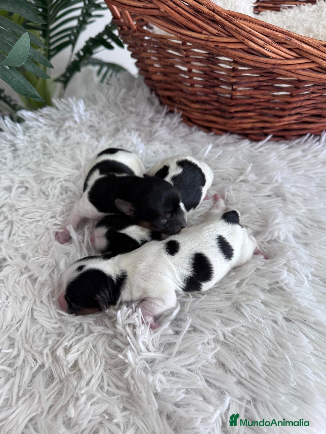 Yorkshire Terrier perros en venta: YORKSHIRE TERRIER BIEWER - Imagen 13