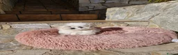 Bichón Maltés perros en venta: Bichón Maltés  - Anuncio 3
