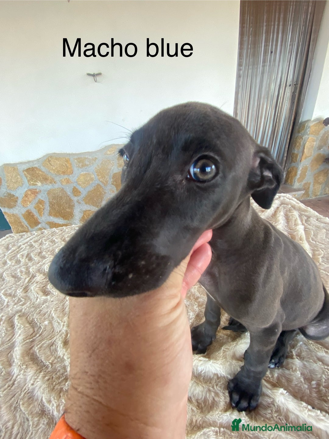 Galgo Español perros en venta: Galgo español blue - Imagen 1
