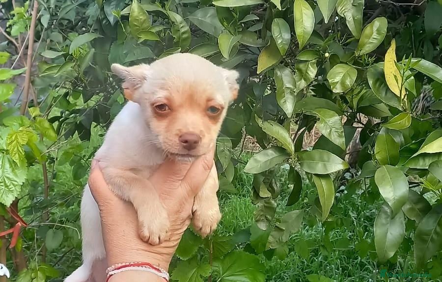 Chihuahua perros Hembra chihuahua tamaño standar  - Anuncio 5