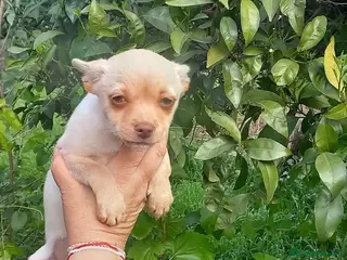 Chihuahua perros Hembra chihuahua tamaño standar - Anuncio 5