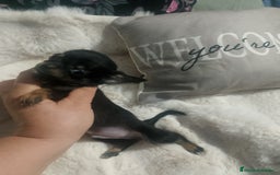 Chihuahua perros en venta: Chihuahua toy de verdad  - Imagen 4