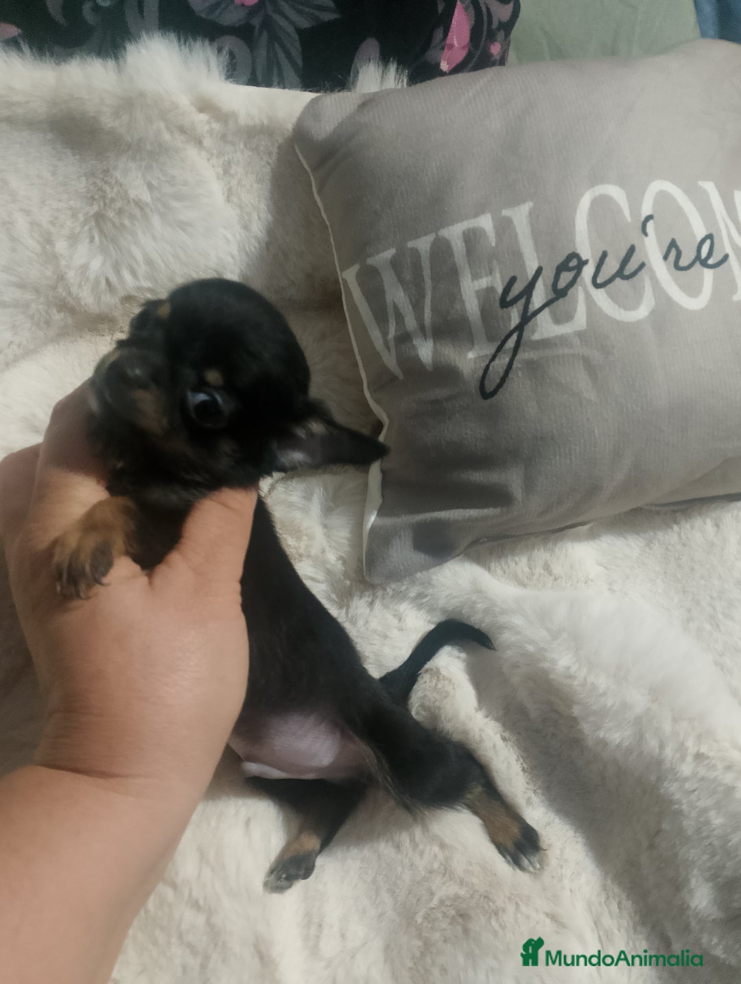 Chihuahua perros en venta: Chihuahua toy de verdad  - Imagen 4