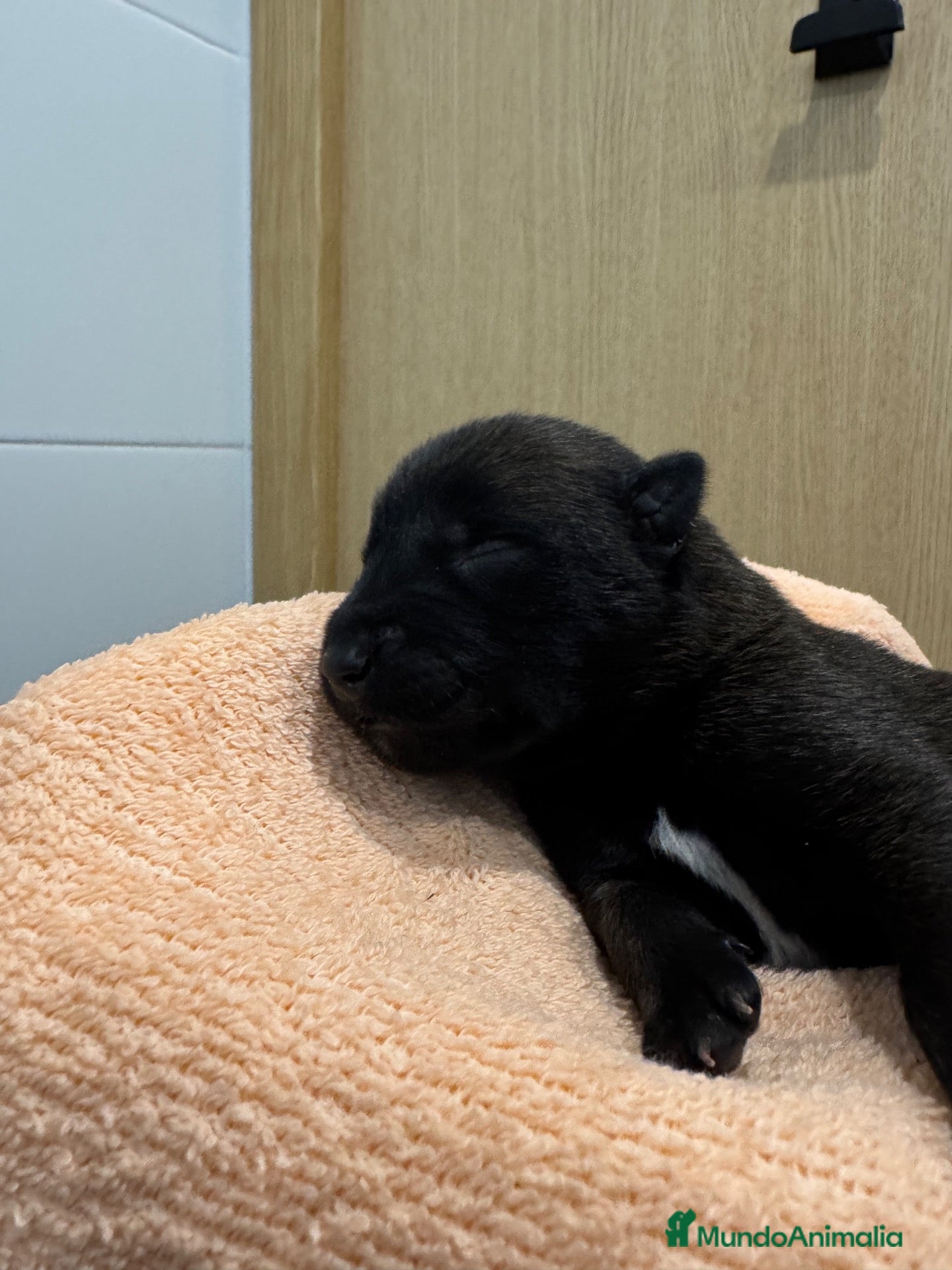 Pastor Belga Malinois perros Pastor Belga Malinois 🐾🐕❤️ - Anuncio 2