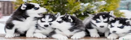 Husky Siberiano perros en venta: Husky siberiano - Anuncio 4