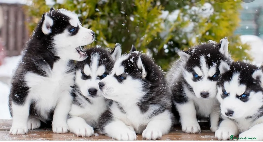 Husky Siberiano perros en venta: Husky siberiano - Anuncio 4