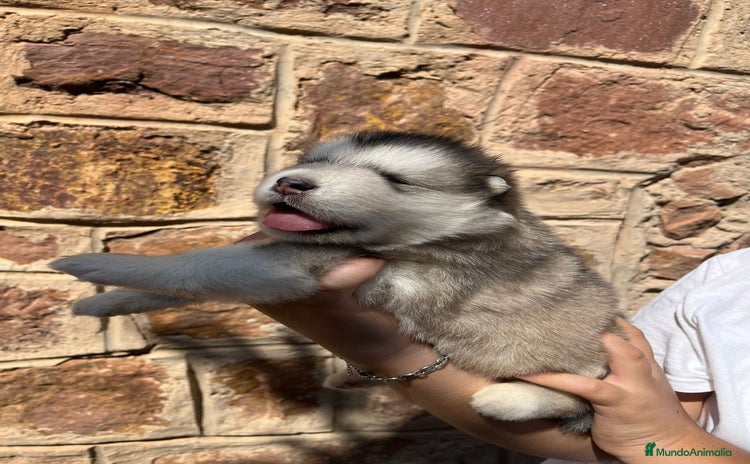 Alaskan Malamute perros - Propaganda 1