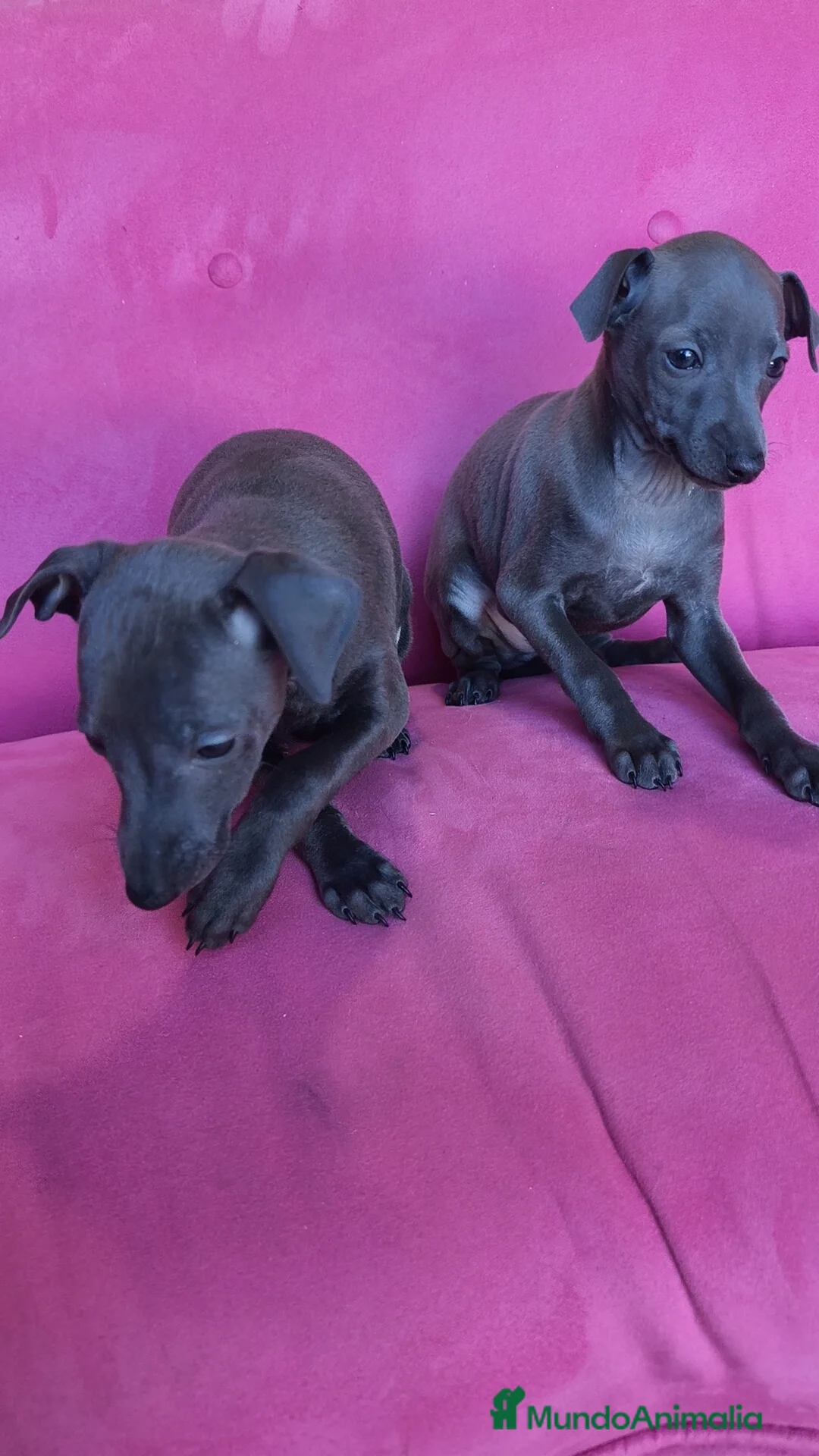 Pequeño Lebrel Italiano perros en venta: Pequeño lebrel Italiano Piccolo Galgo italiano  - Anuncio 3
