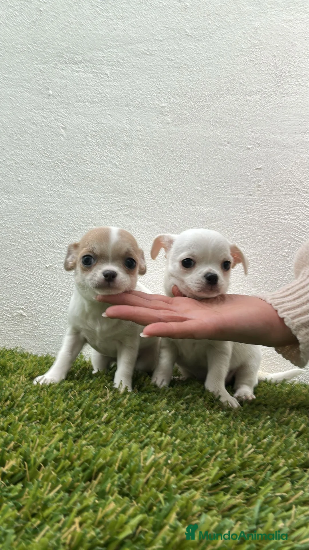 Chihuahua perros en venta: Chihuahua mini - Anuncio 1