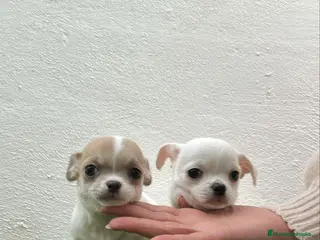 Chihuahua perros Chihuahua mini - Anuncio 1